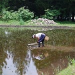 田植え