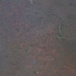 イトミミズ　　田んぼの土を豊かにしてくれます