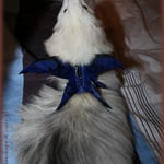 Harnais de cuir pour furet kawaï.