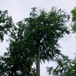 Auch die Buche leidet_Stuttgart_05-2020