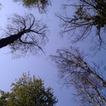 Gemeindewald Friesenheim