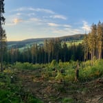 Sturm- und Käferschäden auf den Neustädter Höhen
