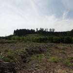 Große Käferflächen, im Herbst 2019 neu begründet, große Ausfälle der Pflanzung durch die Trockenheit_Heiligenberg