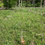 Käferlöcher aus dem Trockensommer 2019 (zum Teil bereits neu bepflanzt)_Altheiligenberg_05-2020