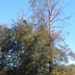 Gemeindewald Friesenheim