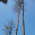 Gemeindewald Friesenheim