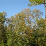 Schadbild Eiche 1_östlicher Ostalbkreis_07-2020