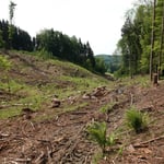 Große Käferlöcher und dann hat der Der Sturm 2020 den Rest gelegt_Salem_05-2020