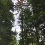 Kochertal_vertrocknete Tanne_05-2020