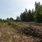 Erst Käfer dann Sturm. 2020 neu gepflanzt._Salem_05-2020