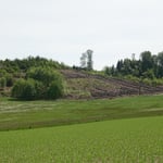 Große Käferlöcher und dann hat der Der Sturm 2020 den Rest gelegt_Salem_05-2020