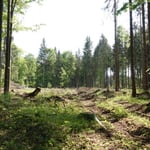 Käferlöcher aus dem Trockensommer 2019_Denkingen_05-2020