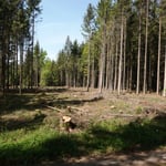 Käferlöcher aus dem Trockensommer 2019_Denkingen_05-2020