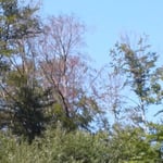 Gemeindewald Friesenheim