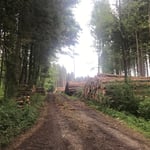 Große Holzmengen lagern derzeit unverkäuflich an den Waldstraßen_Eberhardzell