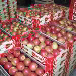 Honeycrunch in 4,5 kg Steige