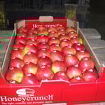 Honeycrunch im 7kg Karton