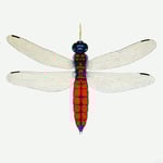 Dragonfly.  (Collection of Amy Newton)