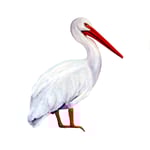 Pelican.  (Collection of Doug and Julie Adams)