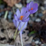 Autumn Woodland Crocus