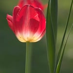 The Red Tulip