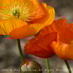 Coral Icelandic Poppies