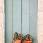 The Shutters and Cactus