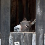 Donkey with Attitude