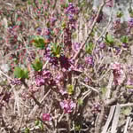 Seidelbast - Frühling liegt in der Luft!