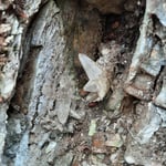 Blick in eine offene, reife Kluft