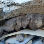 Herrliche, reife Deckenstufe