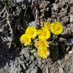 Frühingserwachen Graubünden Schweiz