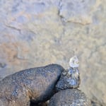 Zepterchen - klein aber fein!