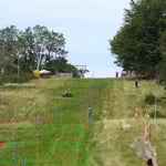 der Stangenwald am Hang