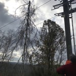 Letzter Birkenstamm hängt noch und muss entfernt werden