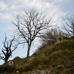 El Brabo de Ca Belarma