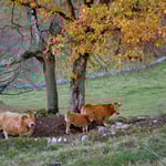 Prado La Regera de Ca Bernaldo