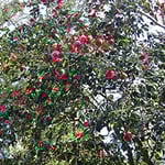 たくさんの花が咲き誇っています