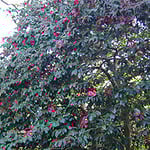 是非お越しください