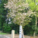 社号標と八重桜