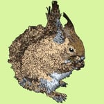 1447「ニホンリス」作者：YU