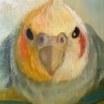 836：しょうちゃん：もとこ