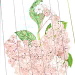 清弘哲史 あじさい