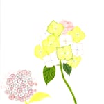 1639「あじさい」作者：粟野ゆめ香