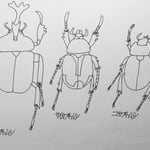 TATSUO カブトムシ