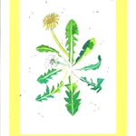 鈴木良輔 たんぽぽの旅立ち