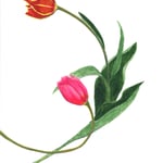 536：チューリップ：河野眞紀