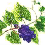 1656「ぶどう」作者：河野眞紀