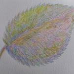 1414「風にも負けないアジサイの葉っぱ」作者：tampopo-chie