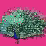 1444「インドクジャク」作者：YU